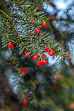 European yew or simply yew, red ripe poisonous berries on a branch of a bush,Taxus baccata European