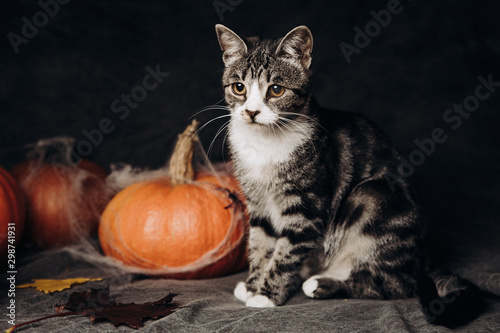 Cat sitting at halloween decorations