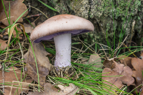 Mushroom with a plate-shaped hat of violet color (Clitocybe nuda). Grows near a stub