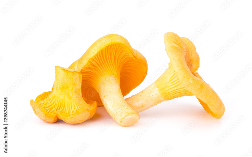 Fototapeta premium Yellow Chanterelle Isolated on White Background Close-Up