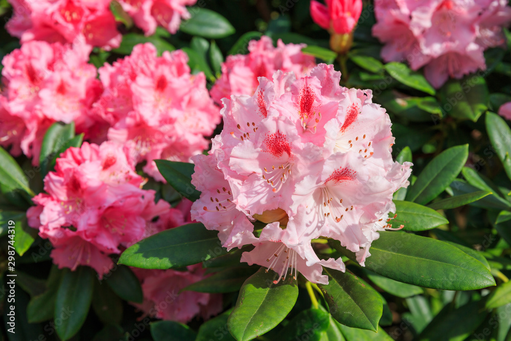 red pink flowers red pink flowers