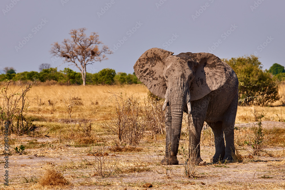 Fototapeta premium Wild african elephant walking in the african savanna
