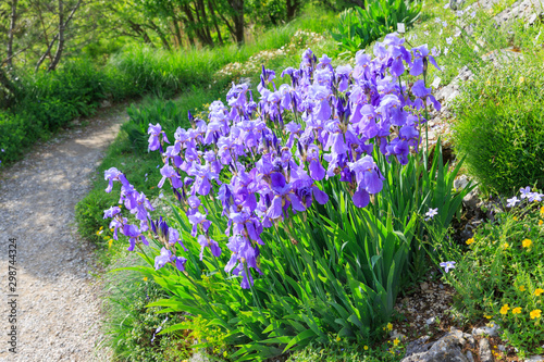 blue floweris in garden