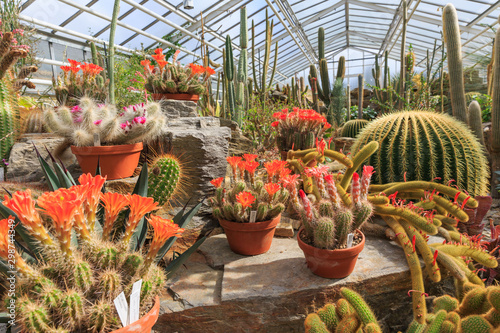 cacuts in greenhouse photo