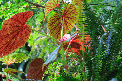 red green tropical leaves
