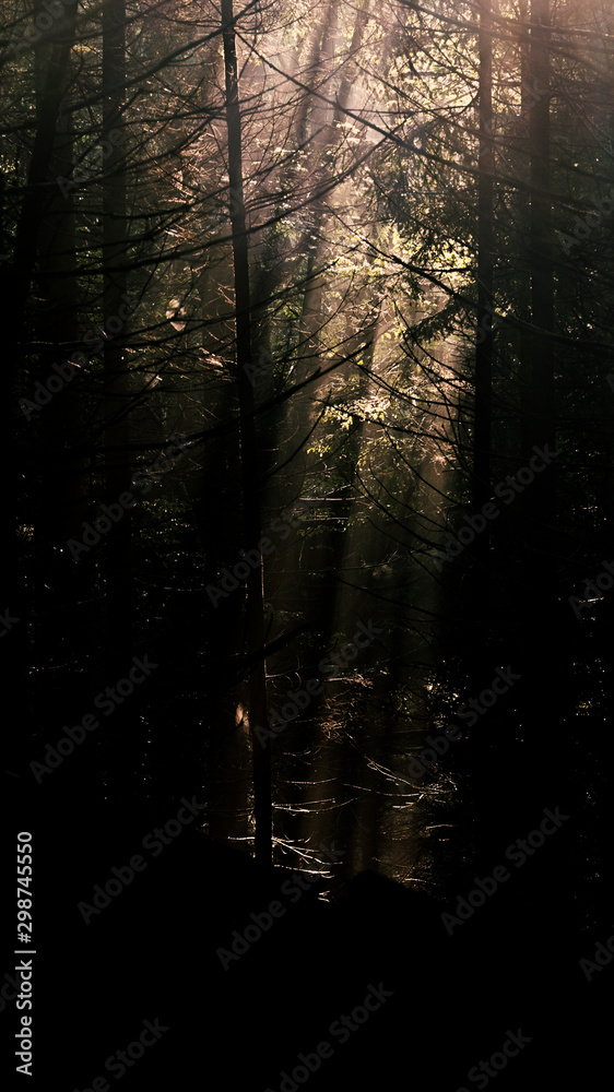 Fototapeta premium Rays of the sun in the morning haze in the forest.
