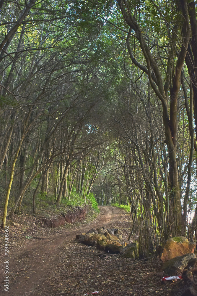 Fototapeta premium mysterious path in a forest
