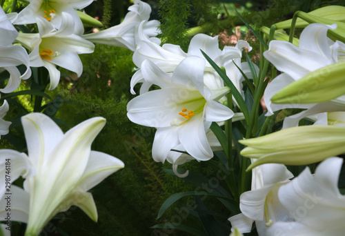 Easter Lilies