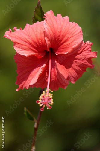 Hibiscus rosa simensis ou rose de Chine - Guyane française photo