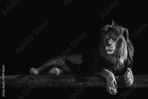 lion lies on a log, isolate on a black background, place for text