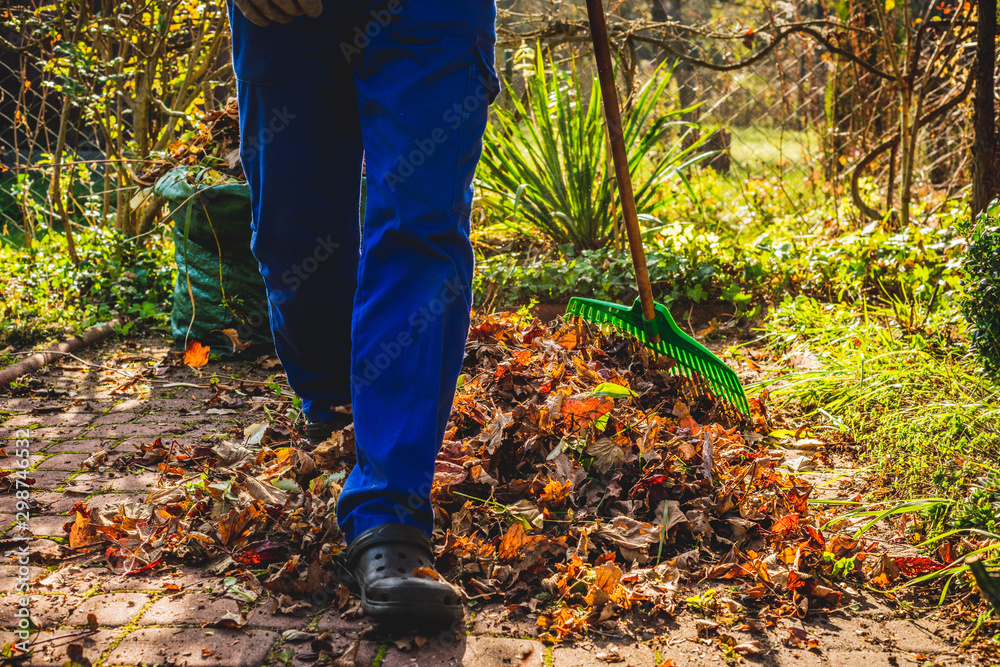 Seasonal raking of leaves in the garden. Concept of cleaning and caring for the garden. Man rakes withered and colorful leaves in the garden. Autumn cleaning before winter, spring cleaning garden. Seasonal raking of leaves in the garden. Concept of cleaning and caring for the garden. Man rakes withered and colorful leaves in the garden. Autumn cleaning before winter, spring cleaning garden.