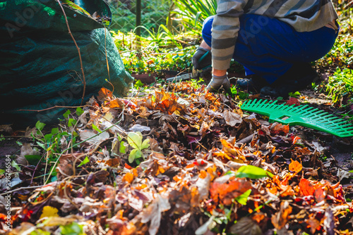 Cutting branches and pruning withered plants. The concept of cleaning and caring for the garden. The man pruns the branches, removes withered plants. Autumn cleaning before winter, spring cleaning.