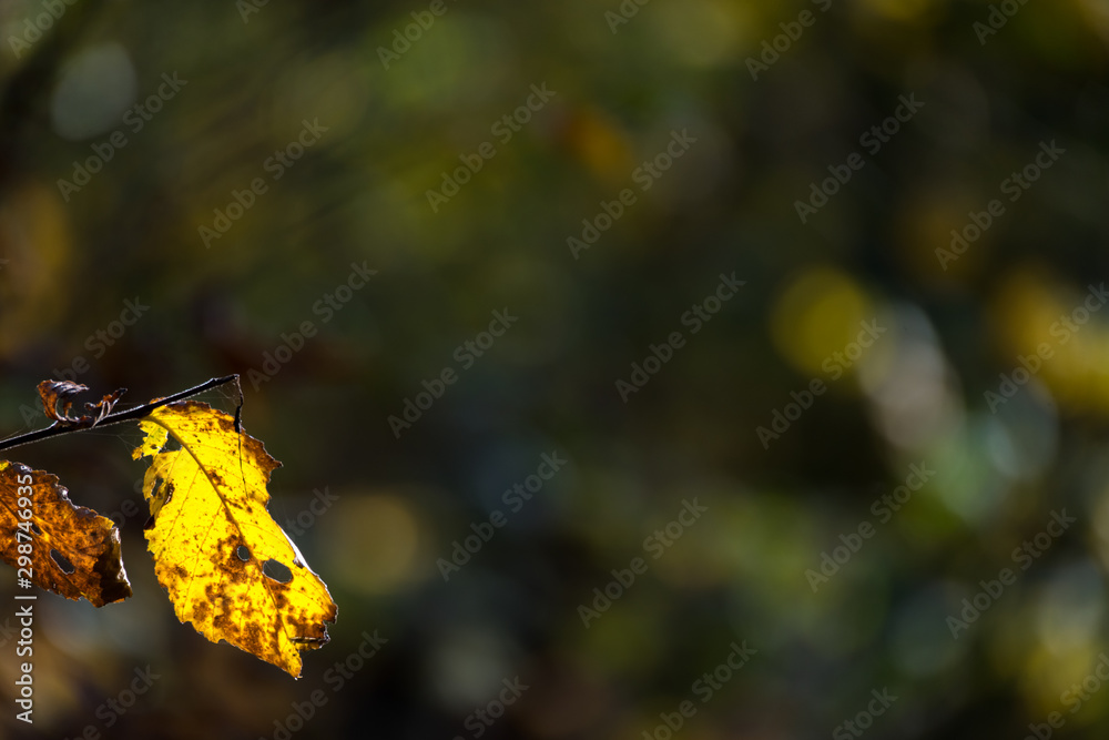 Obraz premium Autumn bokeh background