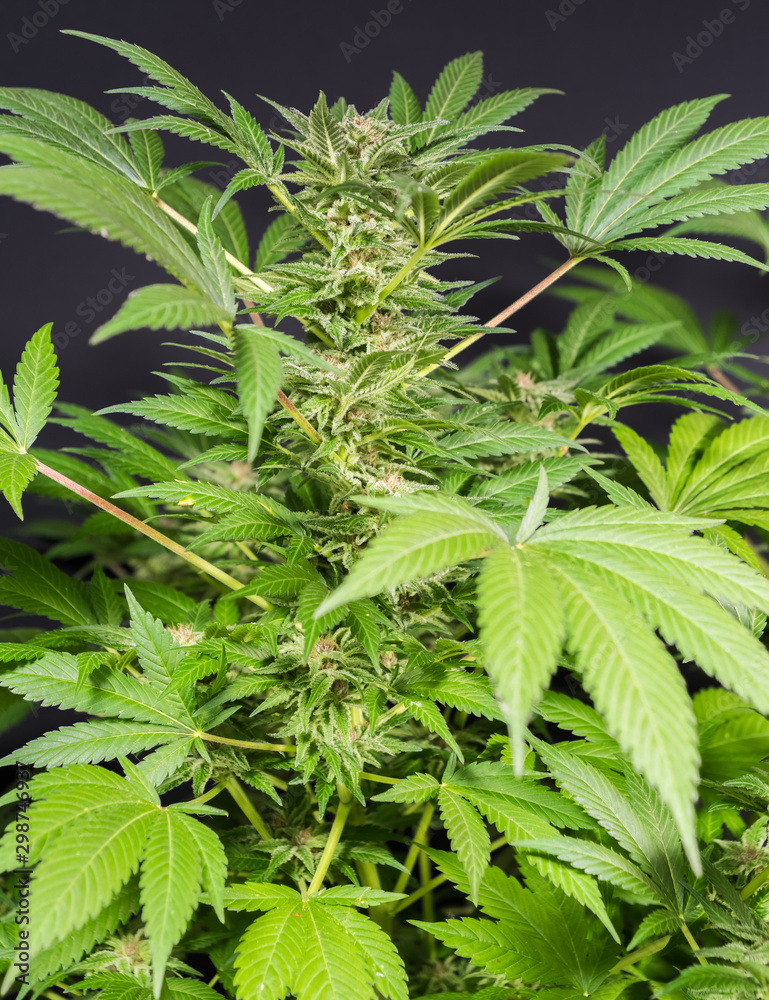 Cannabis Plant Flower HDR Cannabis Plant Flower HDR