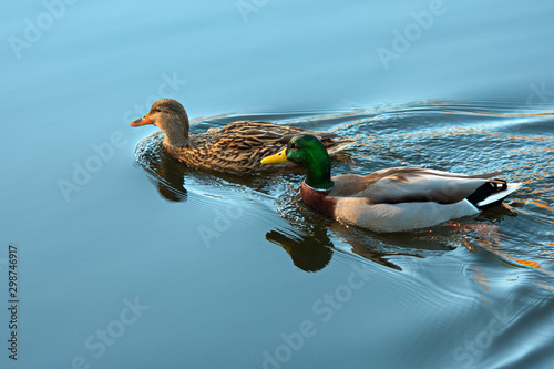 Ducks swimming in lake photo