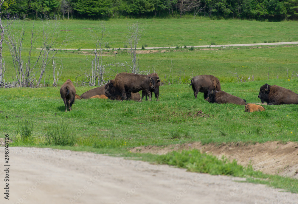 Big bison in a nature reserve in Canada