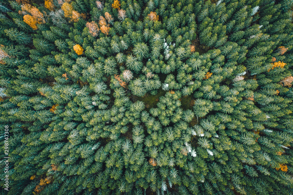 Aerial view on pine forest in autumn colors. Aerial landscape of breathtaking yellow birch and green pine woods. Earthly texture. Abstract overview. Maze of trees.