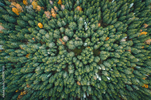 Obraz na płótnie Aerial view on pine forest in autumn colors. Aerial landscape of breathtaking yellow birch and green pine woods. Earthly texture. Abstract overview. Maze of trees. w salonie