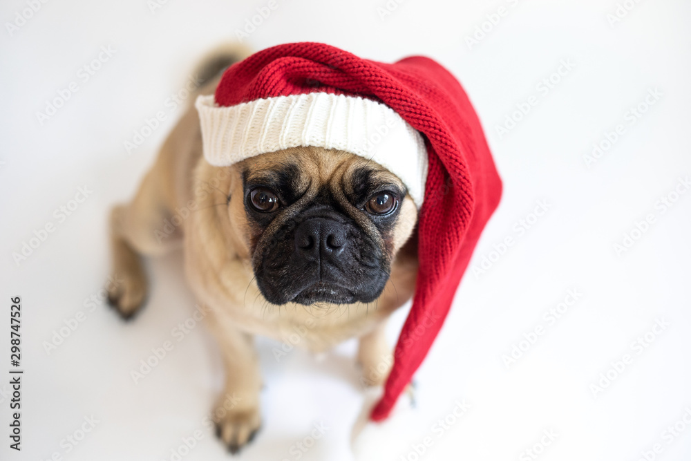 Cute pug dog wearing a red & white Christmas stocking cap