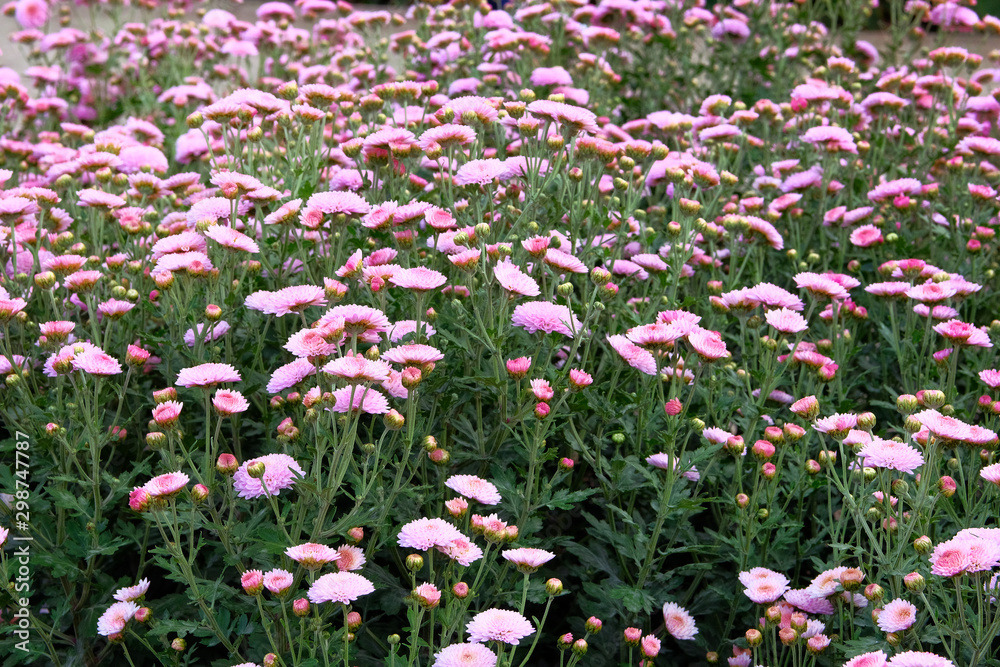 Purple chrysanthemum in gardening nursery and shop. Chrysanthemum wallpaper. Floral bright blooming background. Close up. Purple chrysanthemum in gardening nursery and shop. Chrysanthemum wallpaper. Floral bright blooming background. Close up.