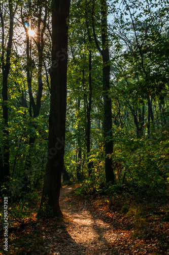 Autumn Forest © dejanvuckovic