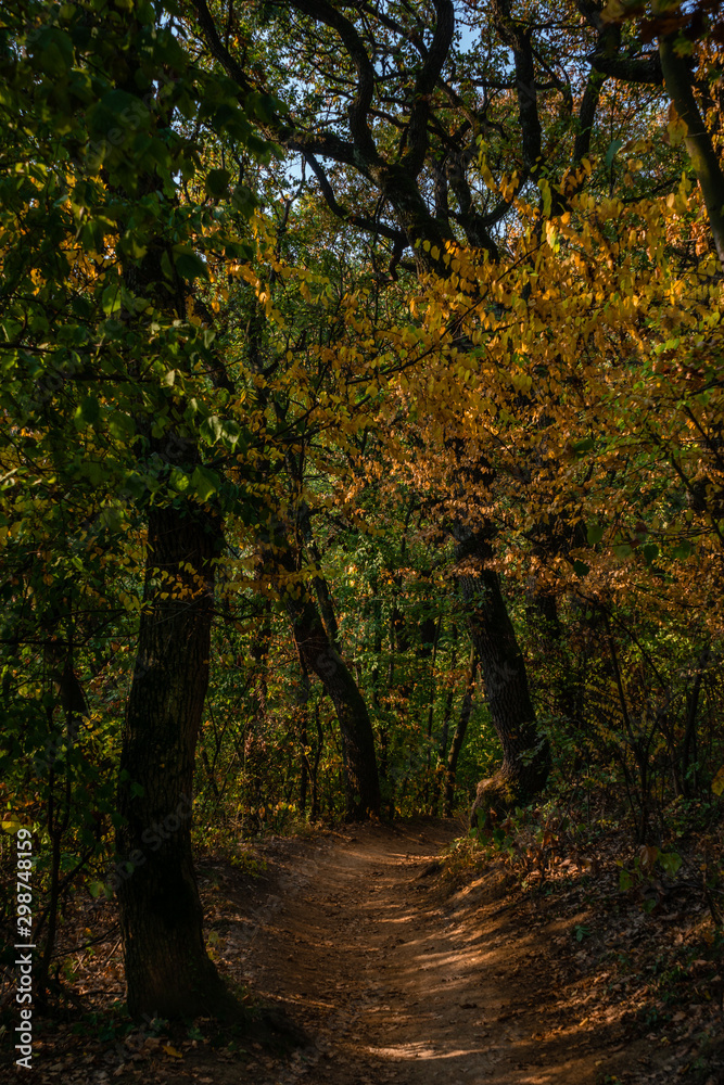 Obraz premium Autumn forest