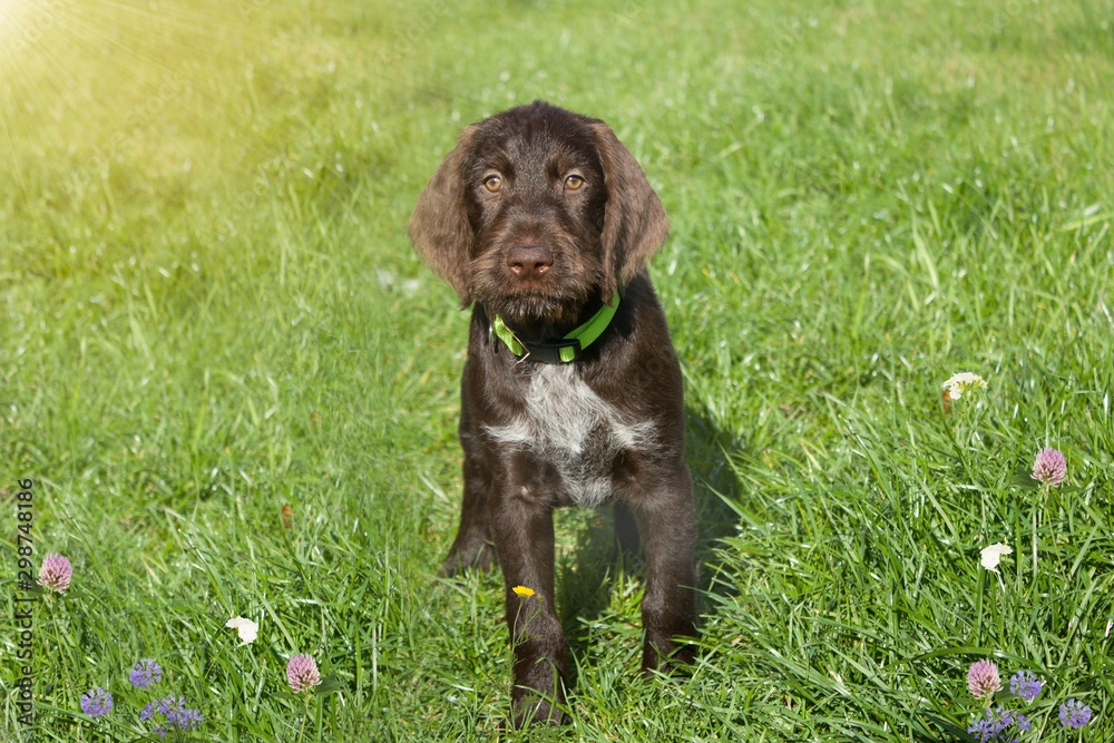 Czech pointer dog/ eight - week puppy of hunter dog named Cesky fousek.Eight - week puppy of hunter dog Cesky fousek in grass. The puppy is rays of sunlight. Czech pointer dog/ eight - week puppy of hunter dog named Cesky fousek.Eight - week puppy of hunter dog Cesky fousek in grass. The puppy is rays of sunlight.