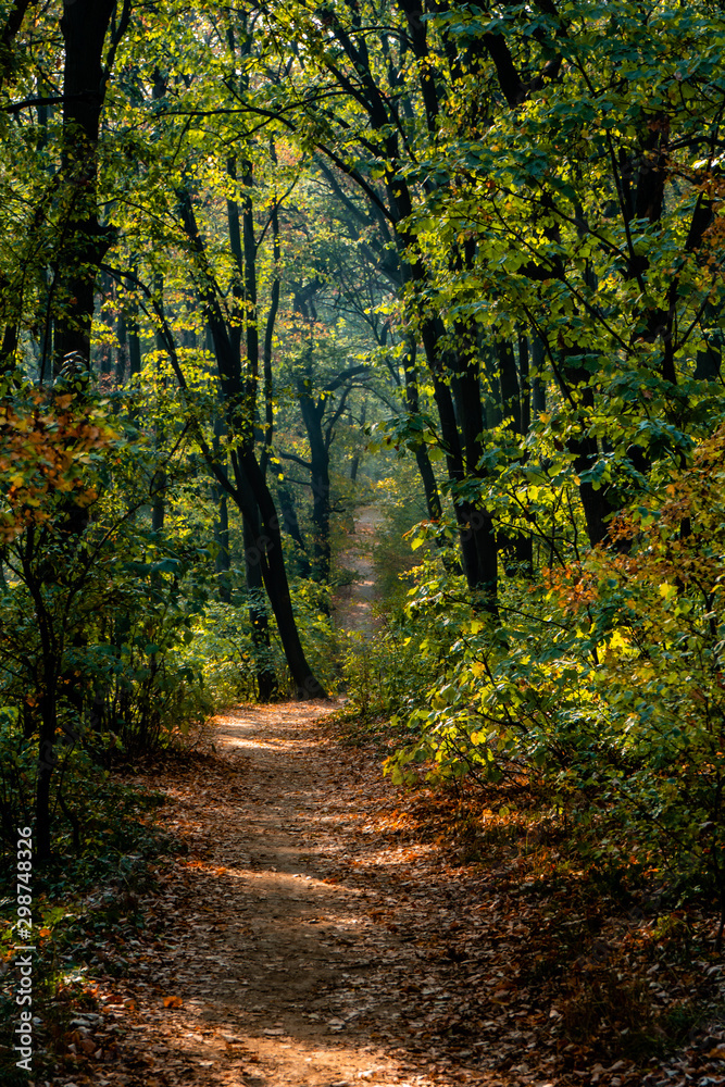 Obraz premium Autumn forest