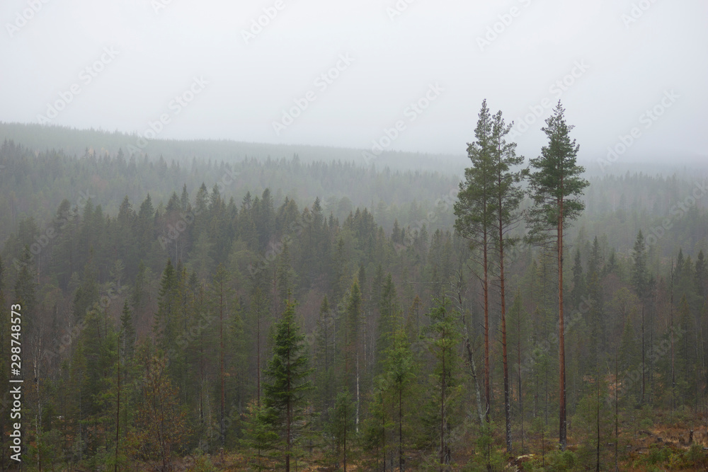 Conifer trees on gloomy grey foggy day in wild forest in Scandinavia