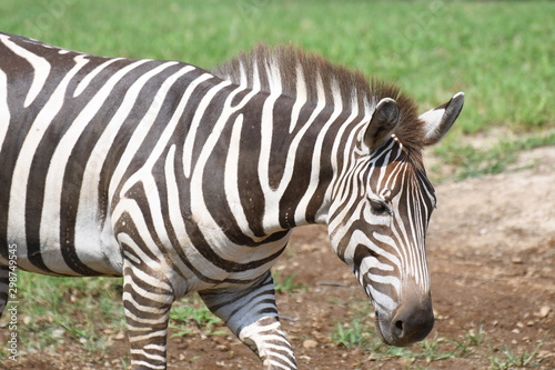 グラントシマウマ