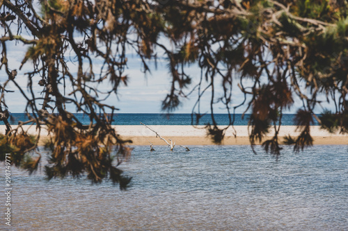 Fototapeta Naklejka Na Ścianę i Meble -  Australian beach landscape with tree branches in the foreground