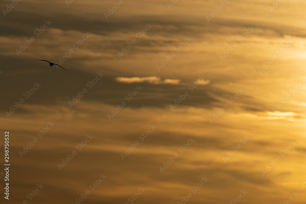 Vogel im Flug bei Sonnenuntergang