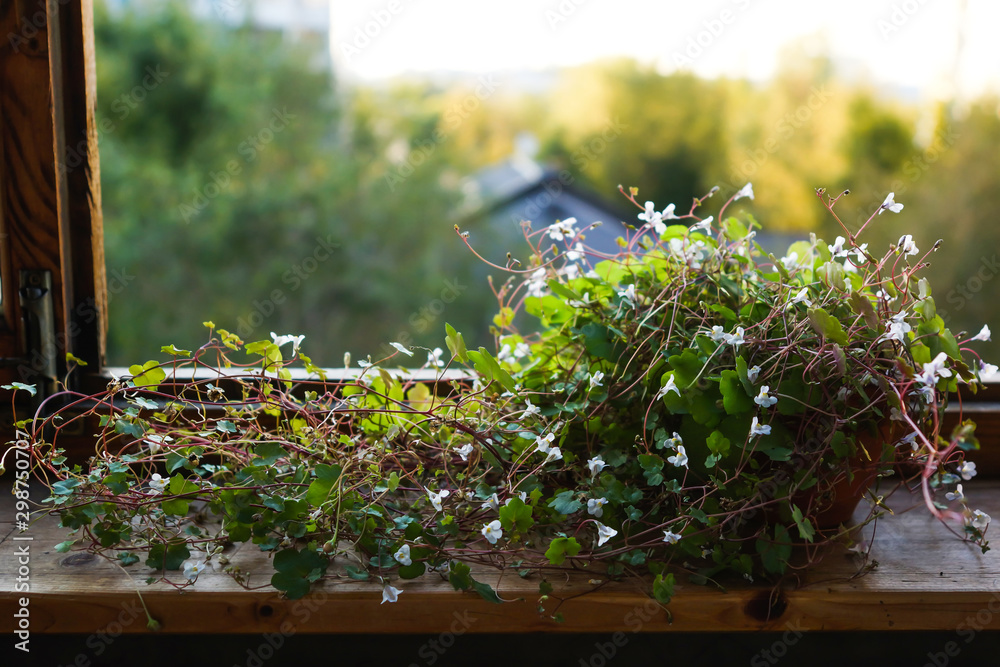 Blooming white and lilac flowers simbalaria. Home plant