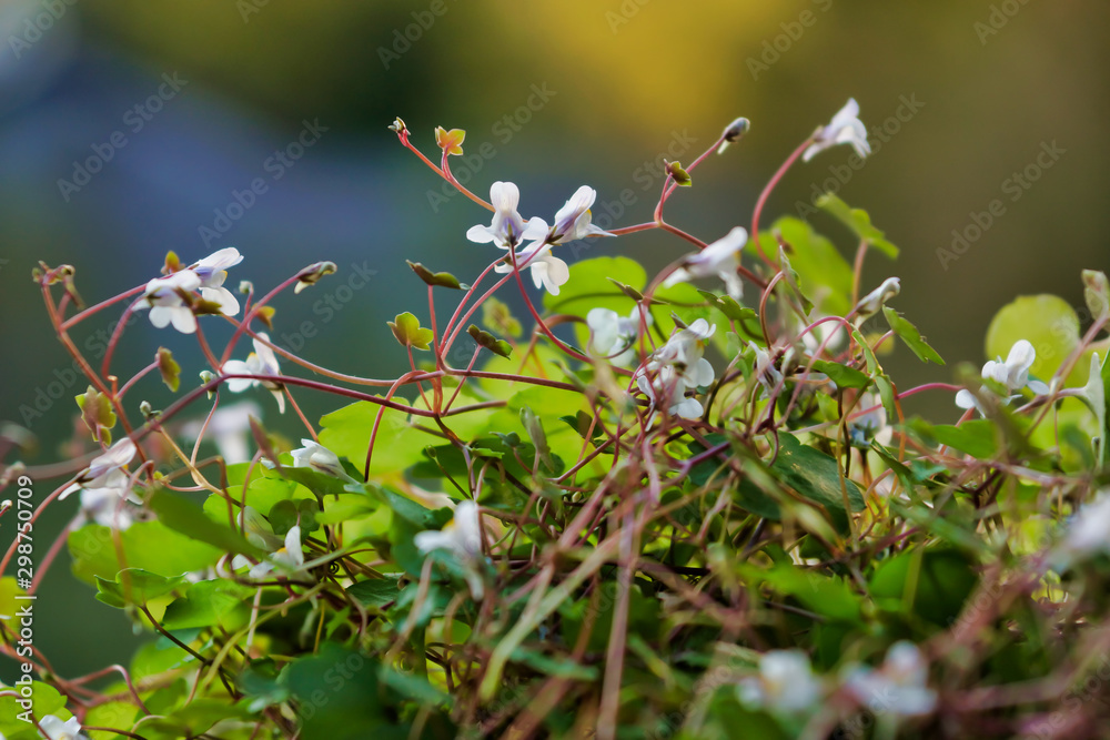 Blooming white and lilac flowers simbalaria