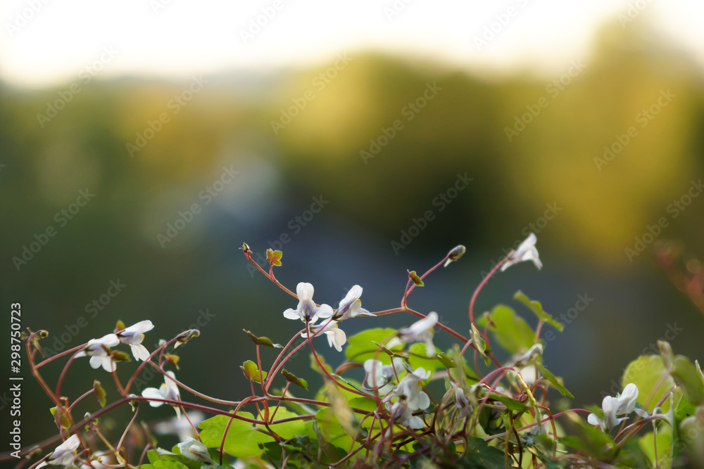 Blooming white and lilac flowers simbalaria