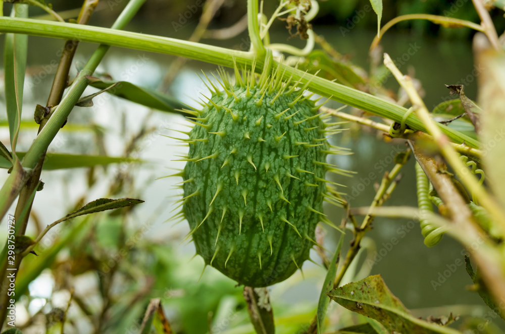 The prickly fruit of a mad cucumber, a plant of the pumpkin family on the riverbank.