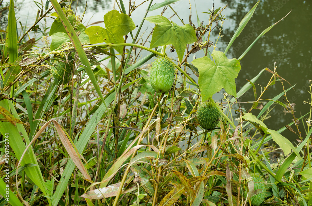 The prickly fruit of a mad cucumber, a plant of the pumpkin family on the riverbank.