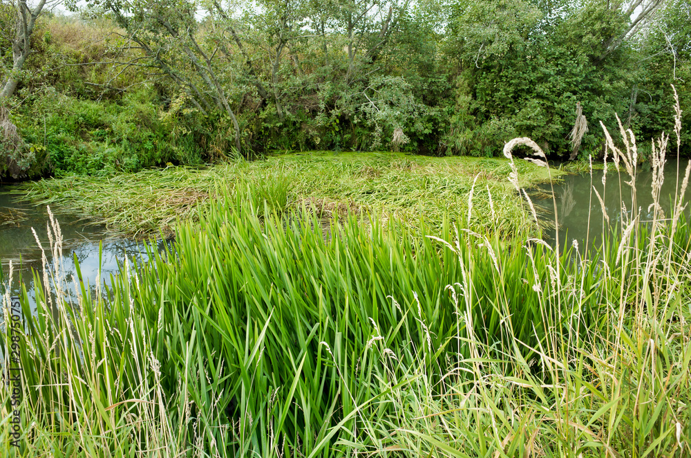 Wild overgrown section of the river. Peksha River, Russia