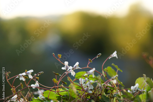 Obraz na płótnie Blooming white and lilac flowers simbalaria w salonie