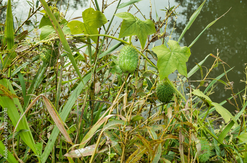 The prickly fruit of a mad cucumber, a plant of the pumpkin family on the riverbank.