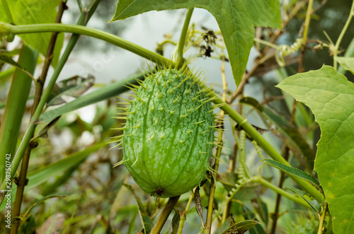 Obraz na płótnie The prickly fruit of a mad cucumber, a plant of the pumpkin family on the riverbank. w salonie
