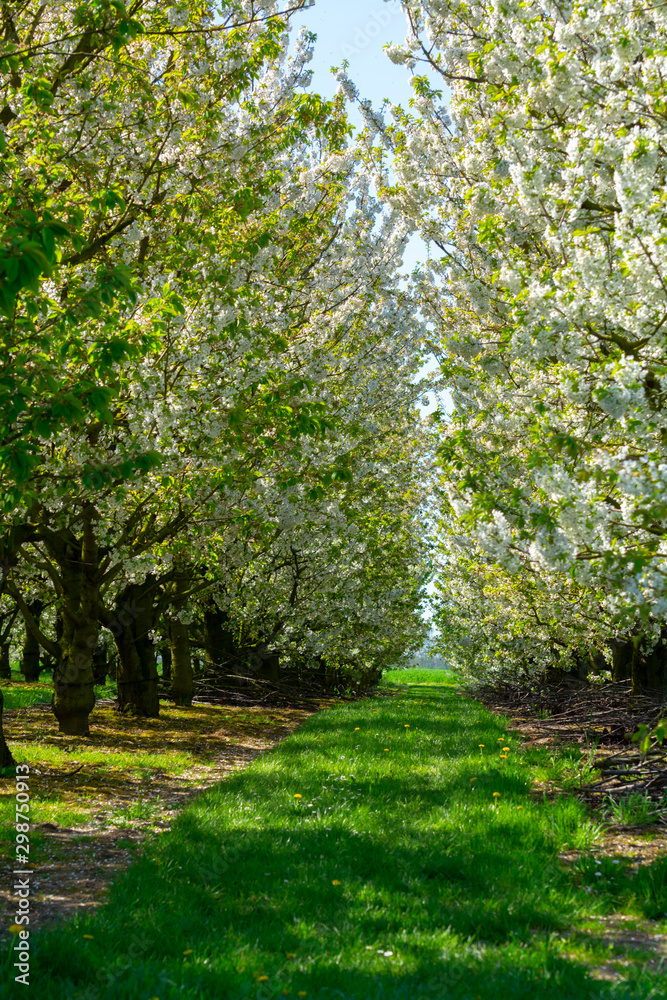 Spring blossom of cherry trees in orchard, fruit region Haspengouw in Belgium Spring blossom of cherry trees in orchard, fruit region Haspengouw in Belgium