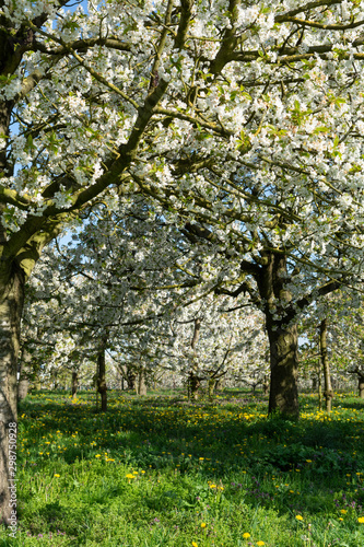 Spring blossom of cherry trees in orchard  fruit region Haspengouw in Belgium