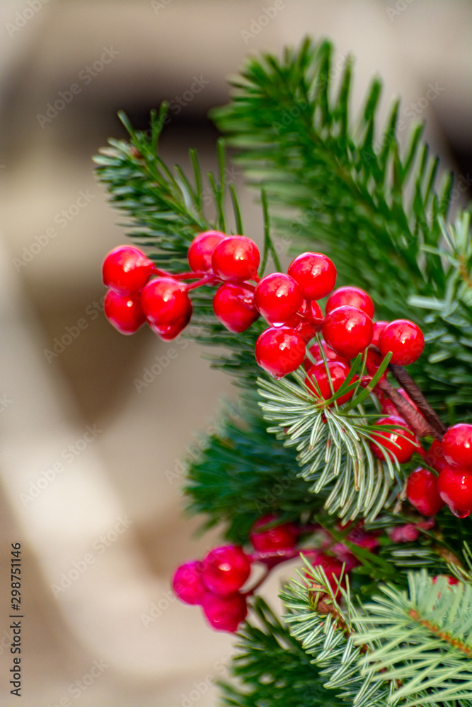Christmas tree green fir with red berries close up Christmas tree green fir with red berries close up
