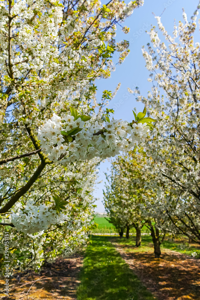 Spring blossom of cherry trees in orchard, fruit region Haspengouw in Belgium Spring blossom of cherry trees in orchard, fruit region Haspengouw in Belgium