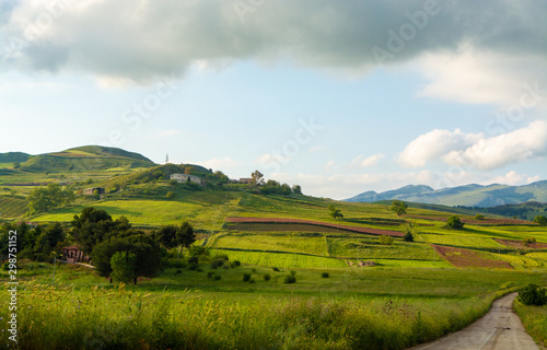Landscape with colorful blossoming pastures and fields  honey flowers sulla from Sicily  agriculture in Italy