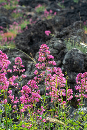 Flora of Mount Etna volcano, blossom of pink Centranthus ruber Valerian or Red valerian, popular garden plant with ornamental flowers. photo