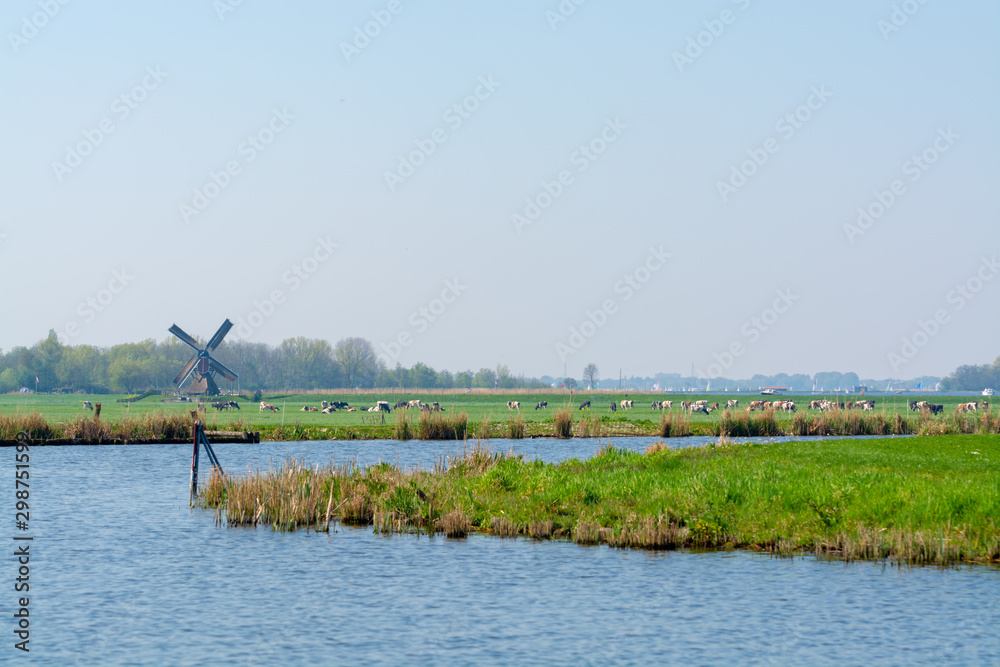 Waterways of North Holland and view on traditional Dutch wind mill and cows on green pasture, spring landscape