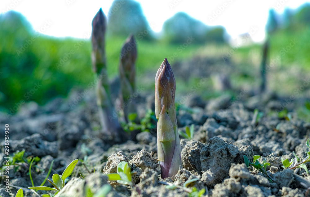 Ripe organic green asparagus growing on farmers field ready to harvest - obrazy, fototapety, plakaty 