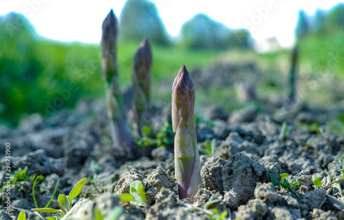 Ripe organic green asparagus growing on farmers field ready to harvest photo